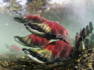 fish in Alaska