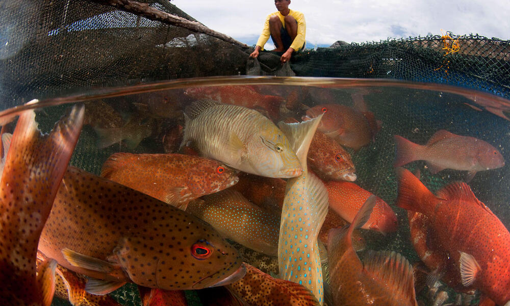 Live reef fish trade in Kudat. Split level of caged fish and caretaker. Kudat, Sabah, Malaysia. 30 June 2009