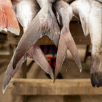 Close up of fish tails at Tema market, Ghana.