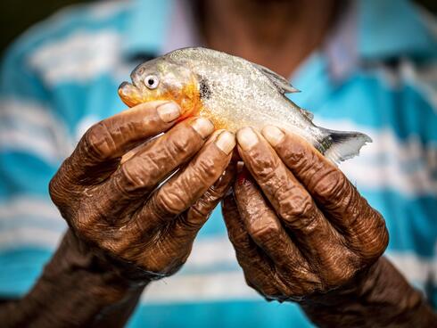 Fisher from the San Luis-La Rompida community in Colombia holds small pirhana fish in his hands