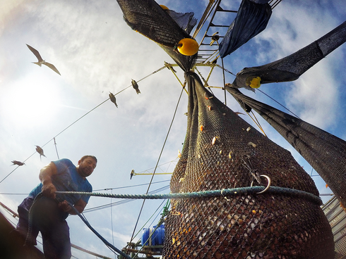 A crew member pulls a net full of pomada shrimp aboard a trawler off the coast of Posorja, Ecuador