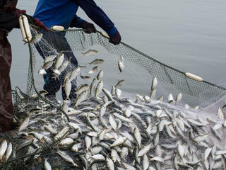 Fishers pull in net