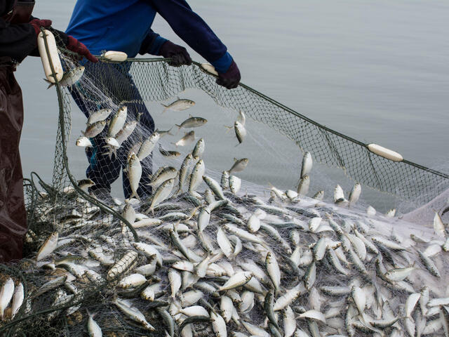 Fishers pull in net