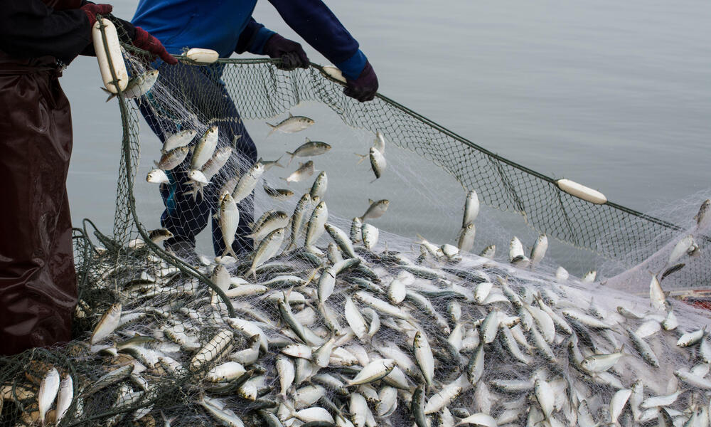 Fish facts World Animal Protection