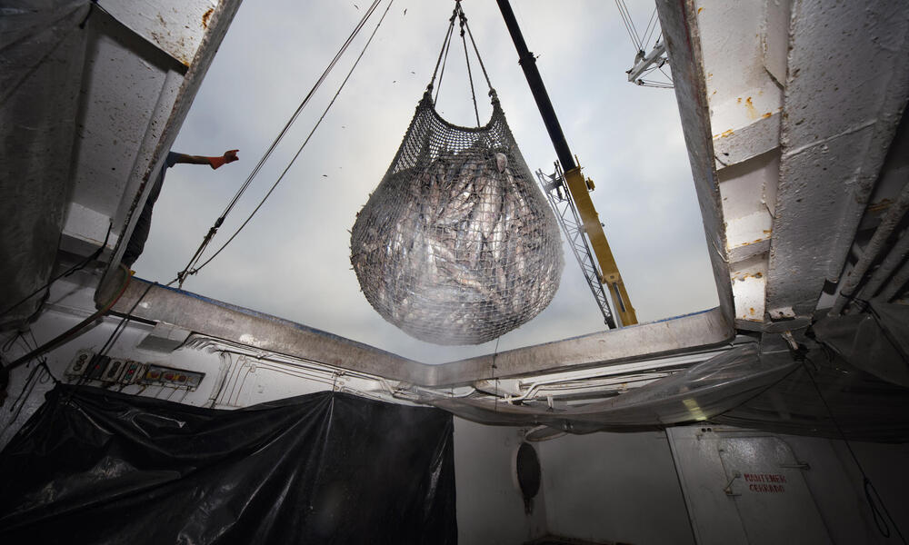 Processing tuna in Ecuador