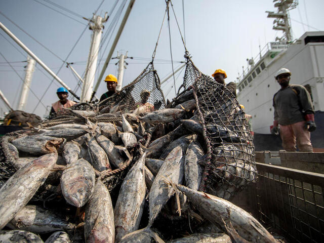 Workers unloading tuna fish catch, largely skipjack, Tema port, Ghana