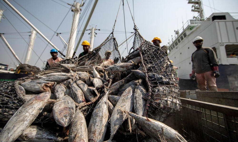 Workers unloading tuna fish catch, largely skipjack, Tema port, Ghana