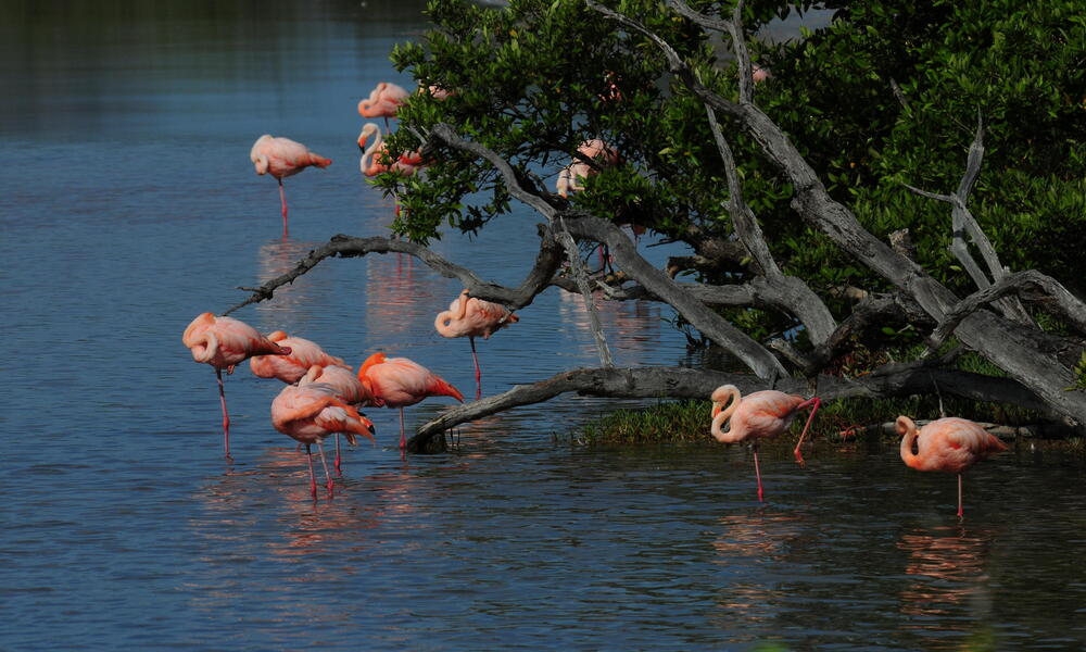 Flamingoes in the Galapagos