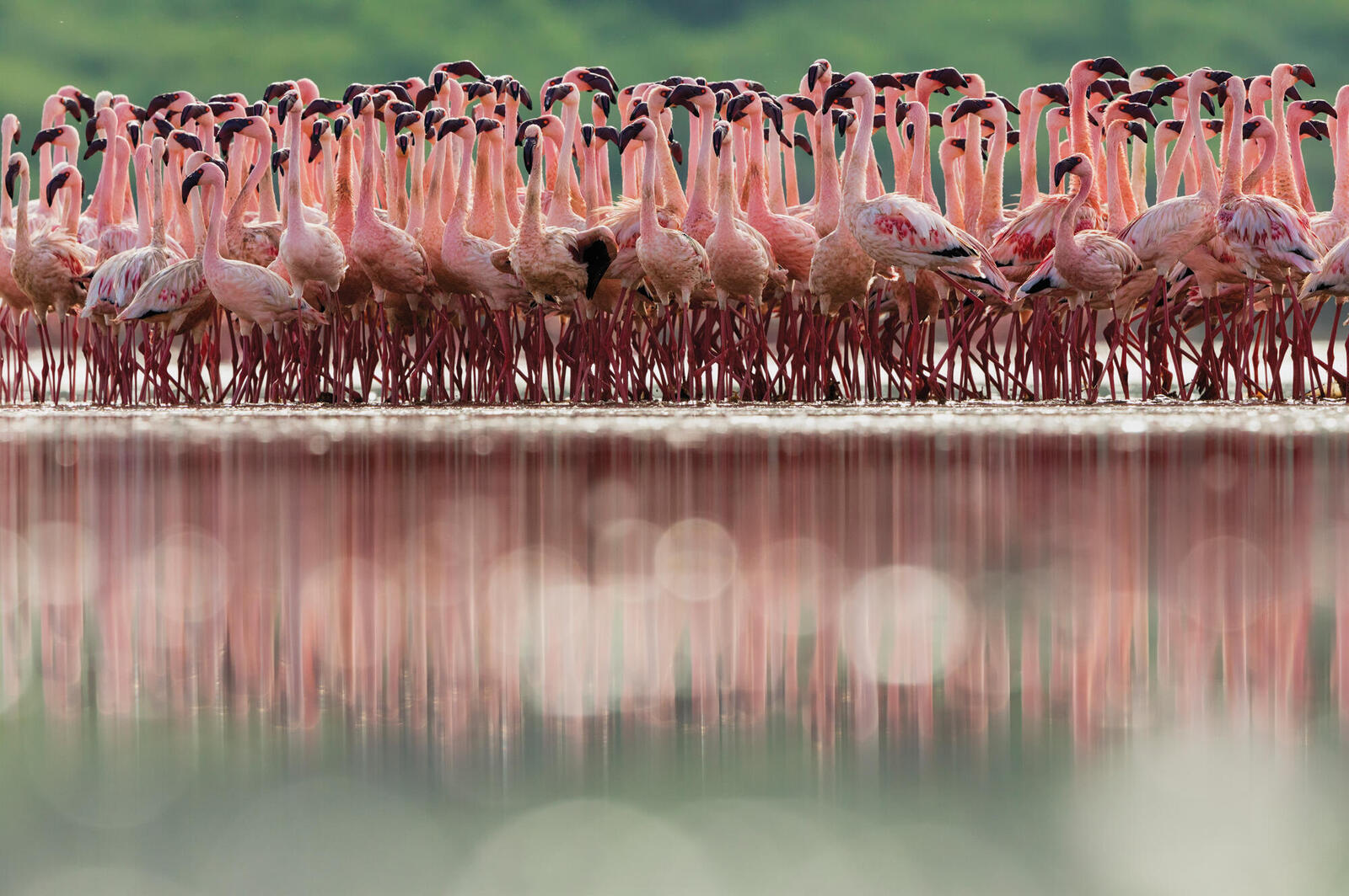 flamingos in africa