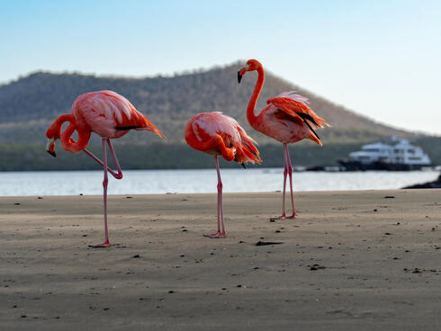 Three flamingos standing in water