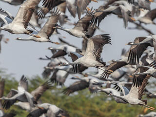 Flock of demoiselles cranes take flight over wetlands