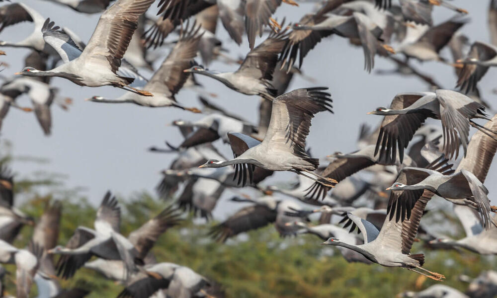 Flock of demoiselles cranes take flight over wetlands