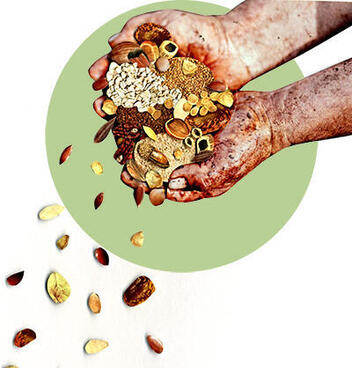 Illustration hands holding grains