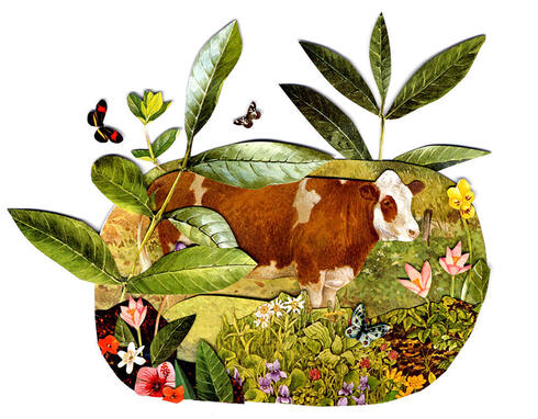 Illustration of cow and plants