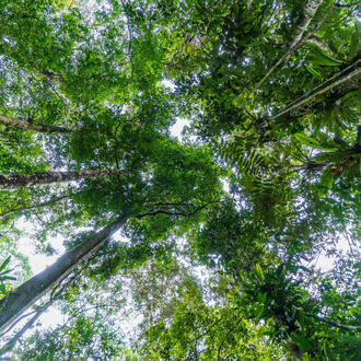 Looking up into the canopy of the Amazonian forest
