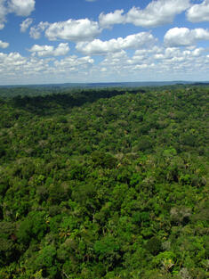 Forest Cover, Brazil