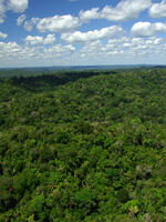 Forest Cover, Brazil