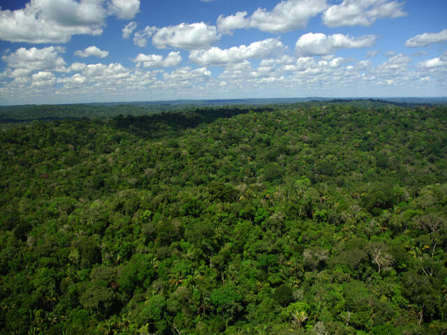 Forest Cover, Brazil