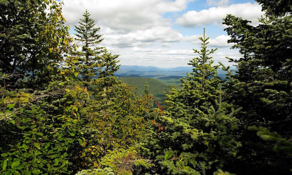 Sustainable forest Domtar company uses for its paper products