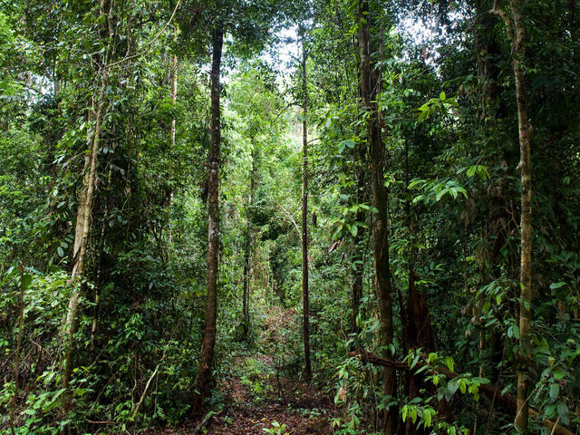 Forest, East Kalimantan, Borneo