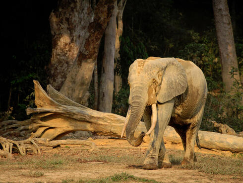 A forest elephant walks into a clearing with trees and a log behind it