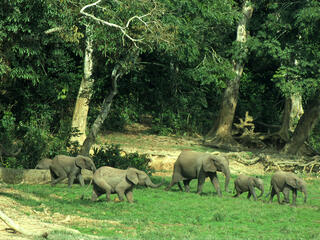 Forest Elephant Threats