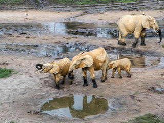 A group of forest elephants walk through the mud