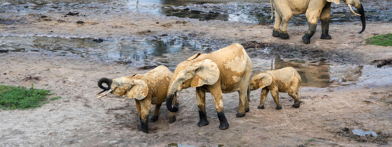 A group of forest elephants walk through the mud