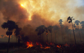 Forest Fire, Amazon