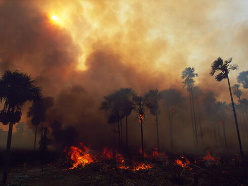 Forest Fire, Amazon