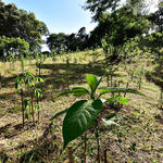Seedlings planted in Mogi Guacu, Brazil