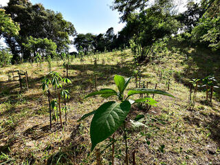 Seedlings planted in Mogi Guacu, Brazil