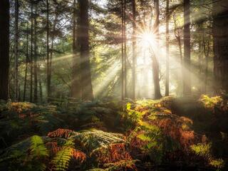 Rays of sun shine through the trees to illuminate moss