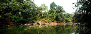 Forest and river, Nepal.