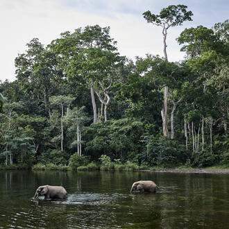 Two elephants cross a river inside the heavily forested Congo Basin