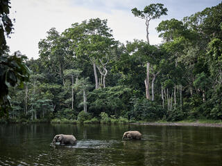 Two elephants cross a river inside the heavily forested Congo Basin
