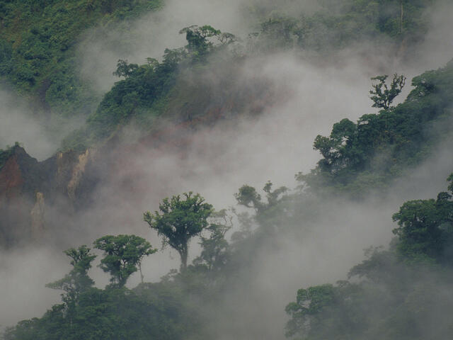 Forest in Ecuador
