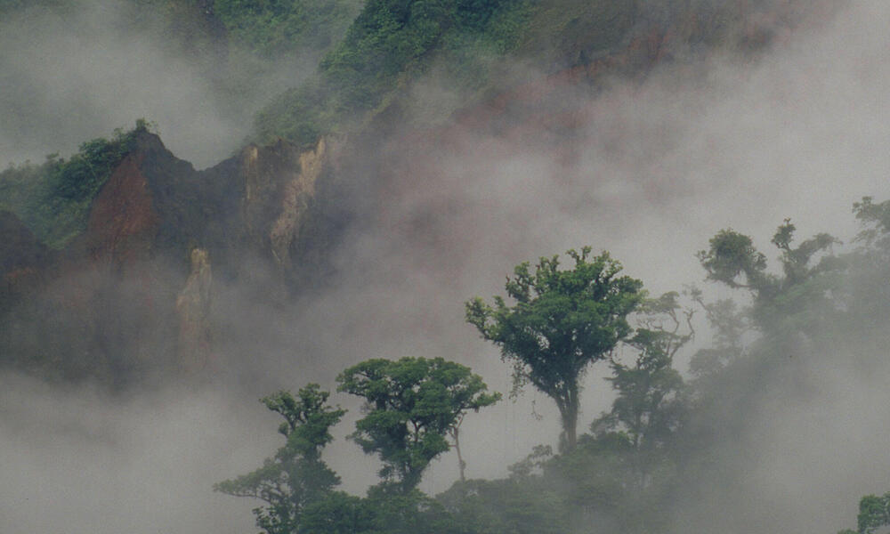 Forest in Ecuador