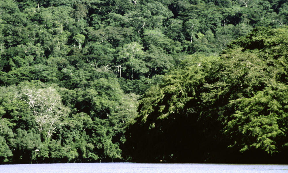 Northern Congo Basin, Congo