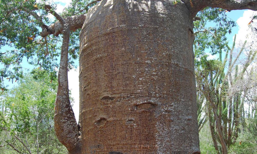 Baobab, Madagascar