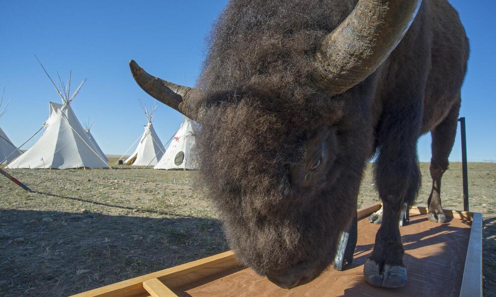 Tribal elders, singers, storytellers, educators, visiting biologists, and a veterinarian were among those who taught Fort Peck students.