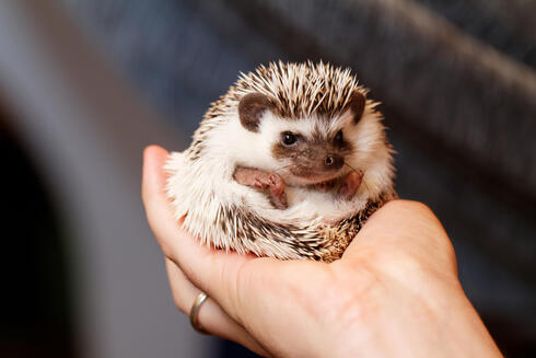 A hand holding a four-toed hedgehog
