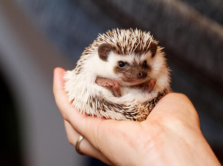 Close-up of someone's hands holding a four-toed hedgehog