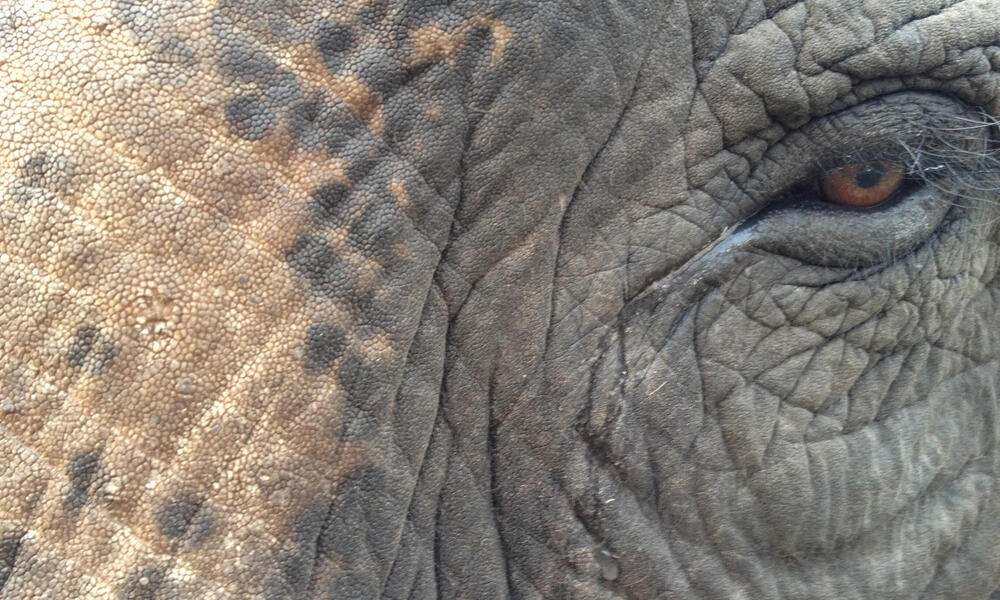 Close up of an Asian elephant. 