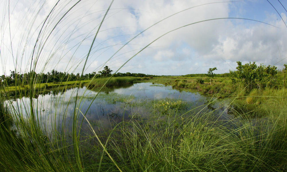 Fresh water marsh