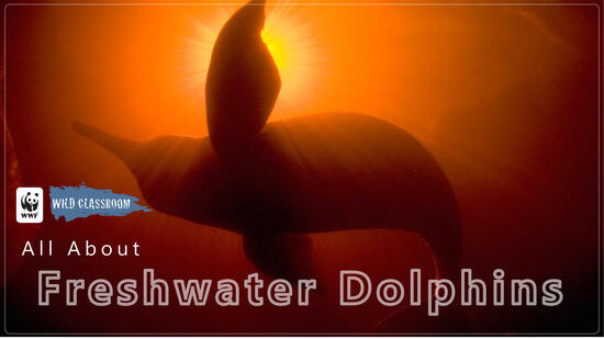 Freshwater Dolphin Classroom Presentation