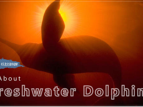 Freshwater Dolphin Classroom Presentation