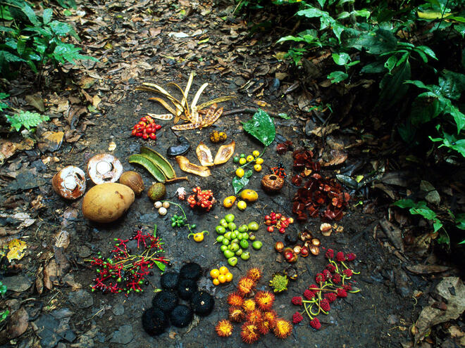 Fruits and seeds spread out of forest floor