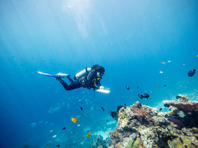Gabby Ahmadia, senior marine scientist at WWF, surveys a reef in the Selat Dampier MPA, Raja Ampat, West Papua, Indonesia