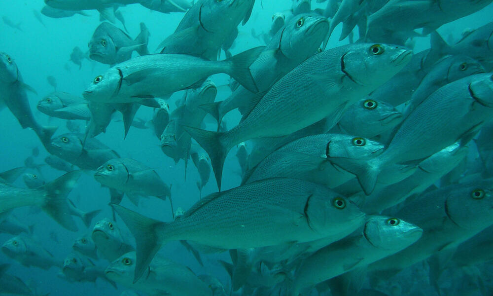 Galapagos: Overfishing